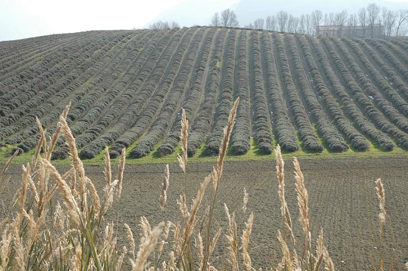 PECCATO PER LA FOSCHIA